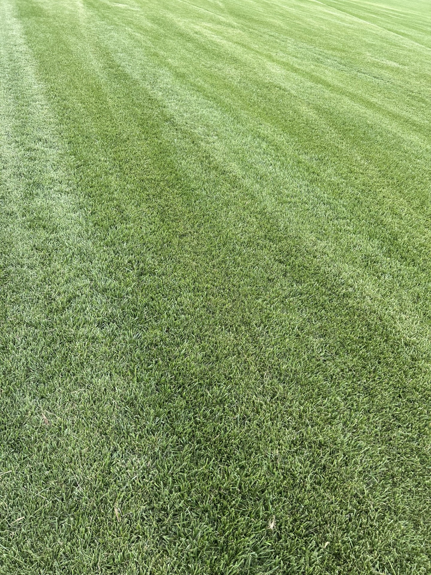 Aerial view of commercial sod farm fields