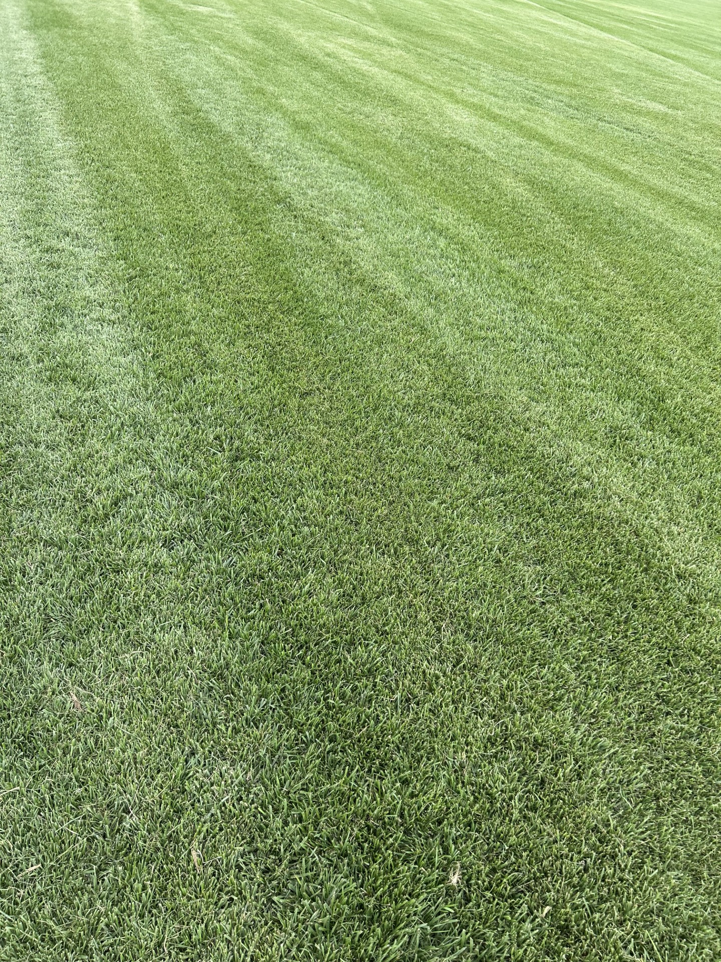 Lush sod fields at Woodward Turf Farms